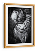 Gatitos durmiendo plácidamente - Andrea Jancova | Cuadro decorativo de Canvas Lab