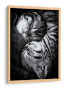 Gatitos durmiendo plácidamente - Andrea Jancova | Cuadro decorativo de Canvas Lab