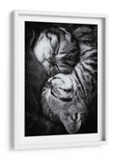 Gatitos durmiendo plácidamente - Andrea Jancova | Cuadro decorativo de Canvas Lab