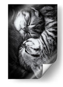 Gatitos durmiendo plácidamente - Andrea Jancova | Cuadro decorativo de Canvas Lab