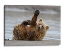 Cachorro de oso pardo juguetón - Alfred Forns | Cuadro decorativo de Canvas Lab