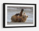Cachorro de oso pardo juguetón - Alfred Forns | Cuadro decorativo de Canvas Lab