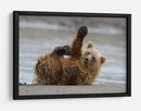 Cachorro de oso pardo juguetón - Alfred Forns | Cuadro decorativo de Canvas Lab