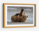 Cachorro de oso pardo juguetón - Alfred Forns | Cuadro decorativo de Canvas Lab