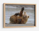 Cachorro de oso pardo juguetón - Alfred Forns | Cuadro decorativo de Canvas Lab