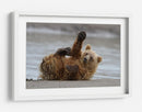 Cachorro de oso pardo juguetón - Alfred Forns | Cuadro decorativo de Canvas Lab