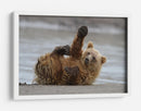 Cachorro de oso pardo juguetón - Alfred Forns | Cuadro decorativo de Canvas Lab