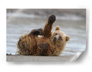 Cachorro de oso pardo juguetón - Alfred Forns | Cuadro decorativo de Canvas Lab