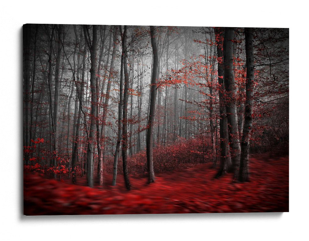 Bosque rojo brumoso - Samanta Krivec | Cuadro decorativo de Canvas Lab