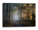 El sendero del bosque dorado - Norbert Maier | Cuadro decorativo de Canvas Lab