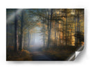 El sendero del bosque dorado - Norbert Maier | Cuadro decorativo de Canvas Lab