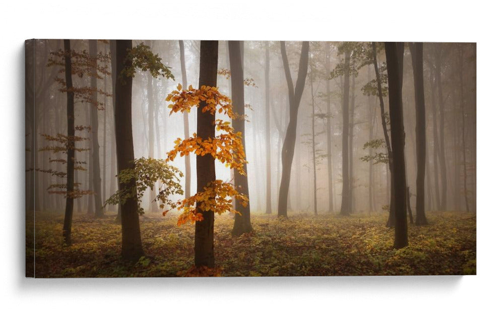 Bosque brumoso de otoño - Nicolas Schumacher | Cuadro decorativo de Canvas Lab