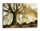 Rayos de sol en el bosque brumoso - Christophe Kiciak | Cuadro decorativo de Canvas Lab