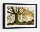 Rayos de sol en el bosque brumoso - Christophe Kiciak | Cuadro decorativo de Canvas Lab