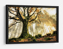 Rayos de sol en el bosque brumoso - Christophe Kiciak | Cuadro decorativo de Canvas Lab