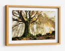 Rayos de sol en el bosque brumoso - Christophe Kiciak | Cuadro decorativo de Canvas Lab
