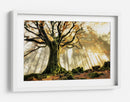 Rayos de sol en el bosque brumoso - Christophe Kiciak | Cuadro decorativo de Canvas Lab