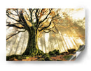Rayos de sol en el bosque brumoso - Christophe Kiciak | Cuadro decorativo de Canvas Lab