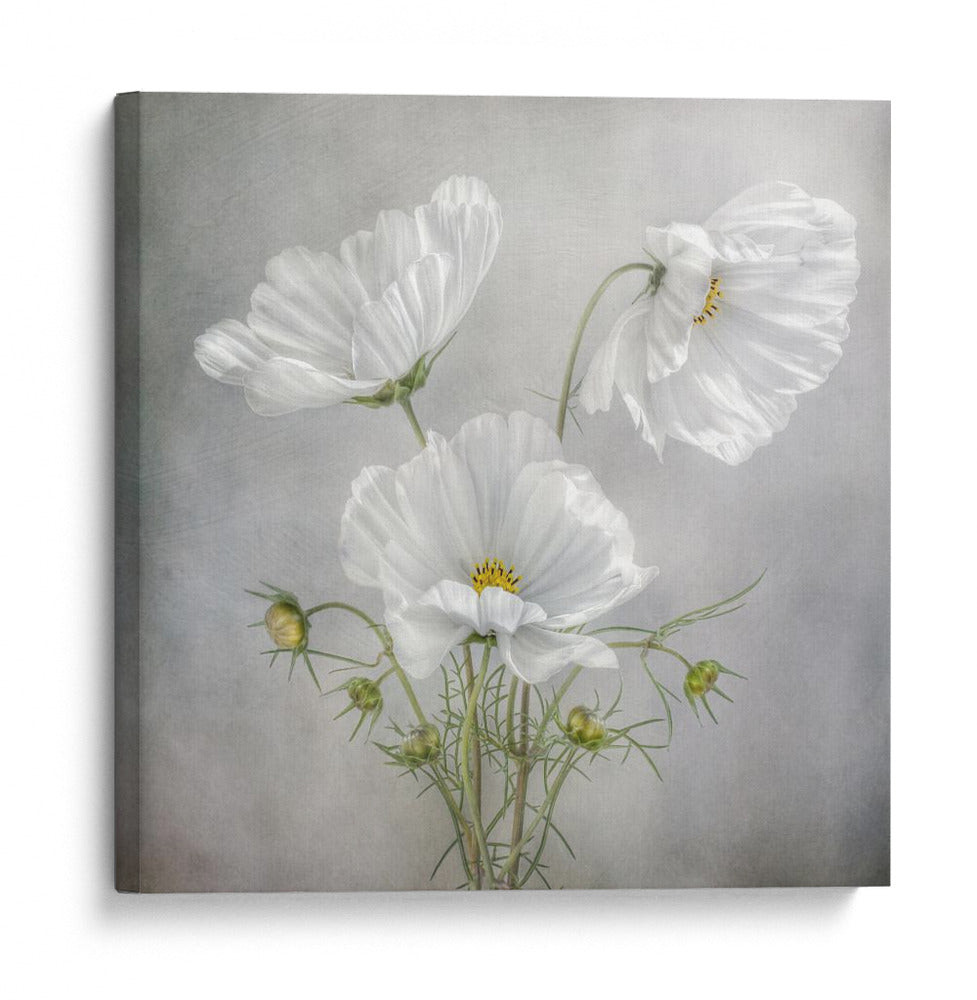 Encanto cósmico - Mandy Disher | Cuadro decorativo de Canvas Lab