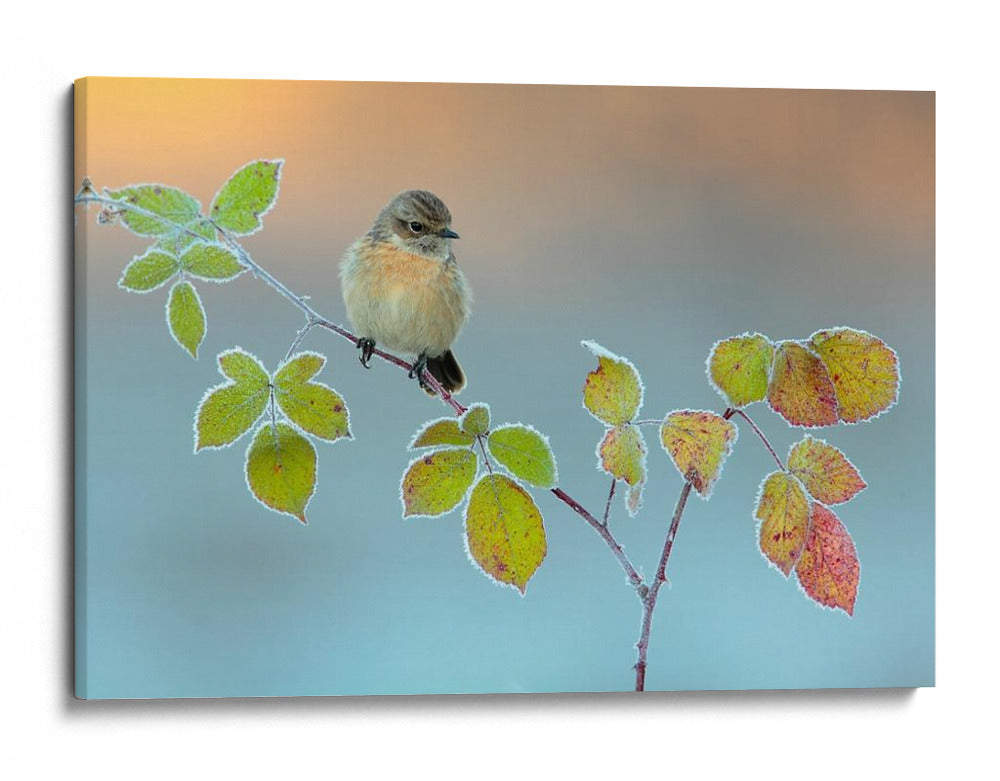 Un pajarito sobre hojas escarchadas - Andres Miguel Dominguez | Cuadro decorativo de Canvas Lab