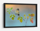 Un pajarito sobre hojas escarchadas - Andres Miguel Dominguez | Cuadro decorativo de Canvas Lab