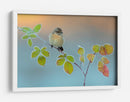 Un pajarito sobre hojas escarchadas - Andres Miguel Dominguez | Cuadro decorativo de Canvas Lab
