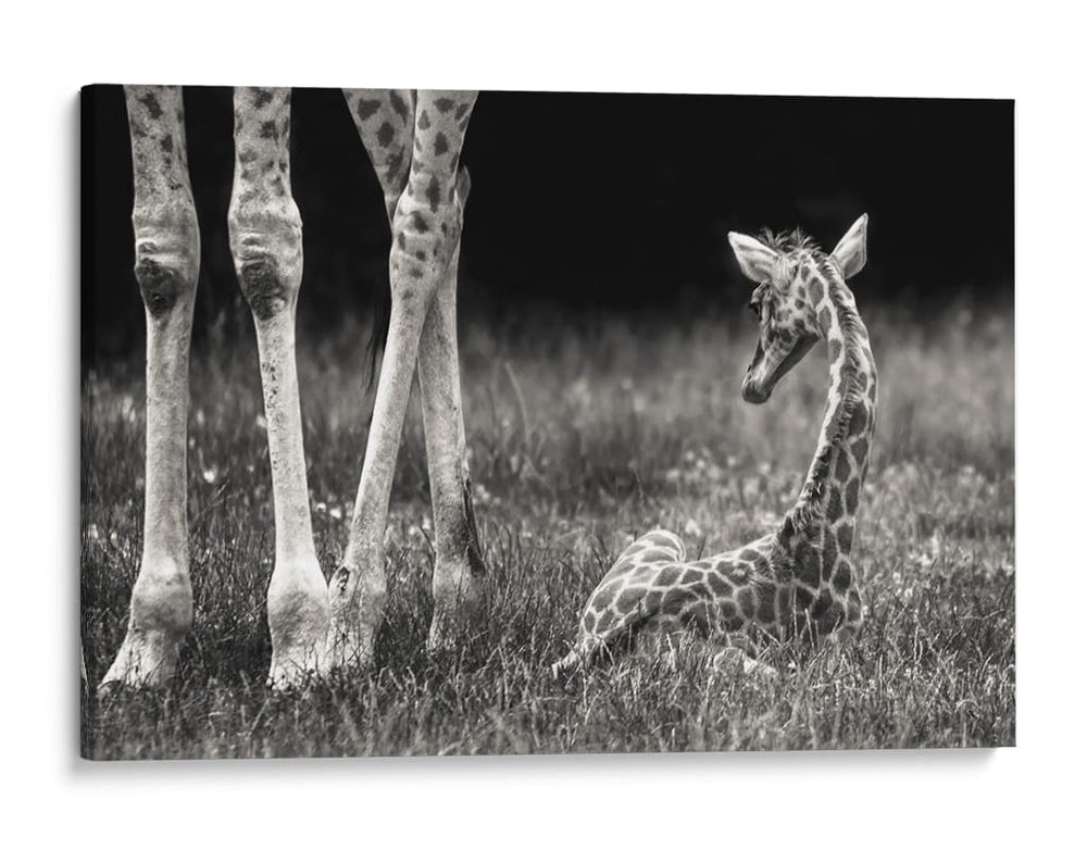 Descanso tranquilo de la jirafa bebé - Andreas Feldtkeller | Cuadro decorativo de Canvas Lab
