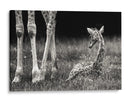 Descanso tranquilo de la jirafa bebé - Andreas Feldtkeller | Cuadro decorativo de Canvas Lab