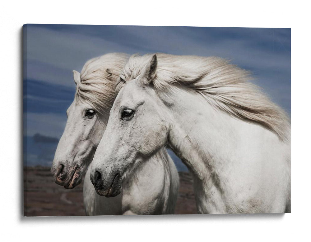 Caballos islandeses blancos - Bragi Ingibergsson - | Cuadro decorativo de Canvas Lab