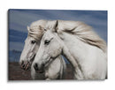 Caballos islandeses blancos - Bragi Ingibergsson - | Cuadro decorativo de Canvas Lab