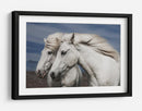 Caballos islandeses blancos - Bragi Ingibergsson - | Cuadro decorativo de Canvas Lab