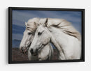 Caballos islandeses blancos - Bragi Ingibergsson - | Cuadro decorativo de Canvas Lab