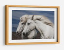 Caballos islandeses blancos - Bragi Ingibergsson - | Cuadro decorativo de Canvas Lab