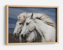 Caballos islandeses blancos - Bragi Ingibergsson - | Cuadro decorativo de Canvas Lab