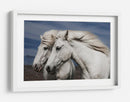 Caballos islandeses blancos - Bragi Ingibergsson - | Cuadro decorativo de Canvas Lab