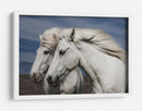 Caballos islandeses blancos - Bragi Ingibergsson - | Cuadro decorativo de Canvas Lab