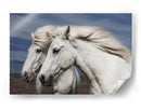 Caballos islandeses blancos - Bragi Ingibergsson - | Cuadro decorativo de Canvas Lab
