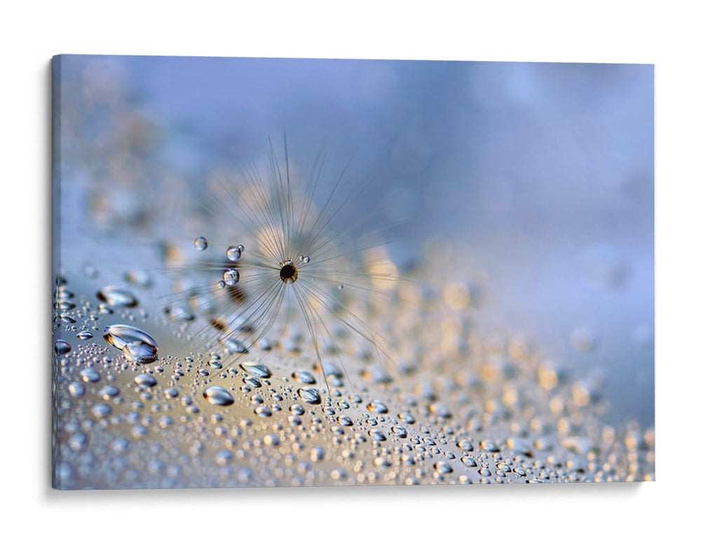 Gotas de rocío de diente de león en grande - Heidi Westum | Cuadro decorativo de Canvas Lab