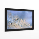Gotas de rocío de diente de león en grande - Heidi Westum | Cuadro decorativo de Canvas Lab
