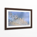 Gotas de rocío de diente de león en grande - Heidi Westum | Cuadro decorativo de Canvas Lab