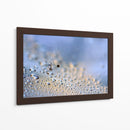 Gotas de rocío de diente de león en grande - Heidi Westum | Cuadro decorativo de Canvas Lab