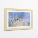 Gotas de rocío de diente de león en grande - Heidi Westum | Cuadro decorativo de Canvas Lab