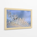 Gotas de rocío de diente de león en grande - Heidi Westum | Cuadro decorativo de Canvas Lab