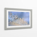 Gotas de rocío de diente de león en grande - Heidi Westum | Cuadro decorativo de Canvas Lab