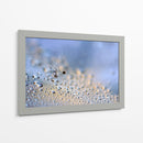 Gotas de rocío de diente de león en grande - Heidi Westum | Cuadro decorativo de Canvas Lab