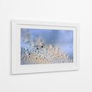 Gotas de rocío de diente de león en grande - Heidi Westum | Cuadro decorativo de Canvas Lab