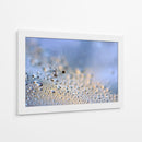 Gotas de rocío de diente de león en grande - Heidi Westum | Cuadro decorativo de Canvas Lab