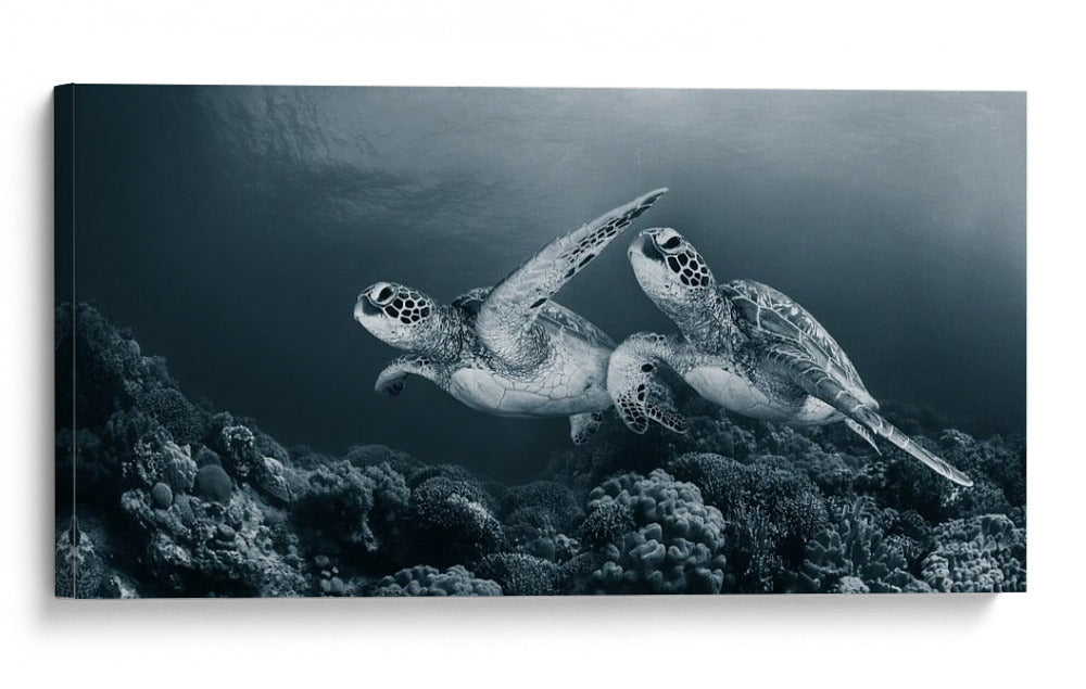Tortugas marinas nadan con gracia - Andrey Narchuk | Cuadro decorativo de Canvas Lab