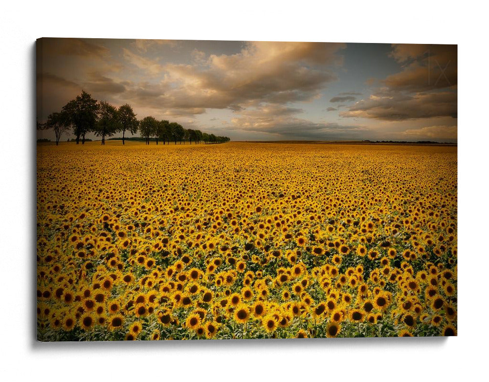 Campo de girasoles dorados - Piotr Krol (Bax) | Cuadro decorativo de Canvas Lab