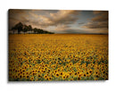 Campo de girasoles dorados - Piotr Krol (Bax) | Cuadro decorativo de Canvas Lab